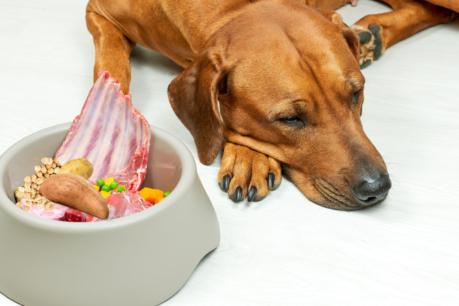 Canine heart disease from unusual diets More than a grain free issue